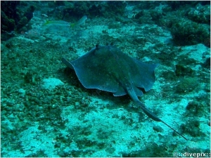 Southern Stingray