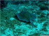 Southern Stingray