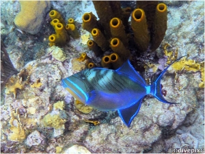 Queen Triggerfish