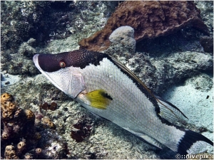 Hogfish