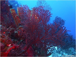 Deepwater Sea Fan