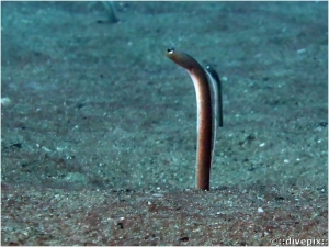 Brown Garden Eel