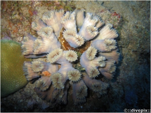 Smooth Flower Coral