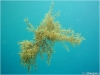 Sargassum Seaweed