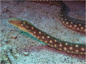 Sharptail Eel