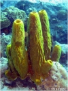 Yellow Tube Sponge