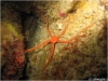 Ruby Brittle Star