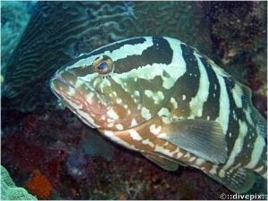 Nassau Grouper