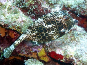 Honeycomb Cowfish