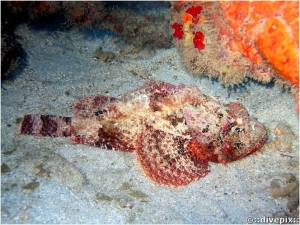 Spotted Scorpionfish