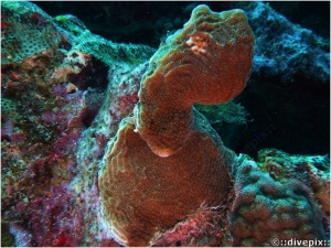 Lettuce Coral