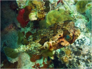 Longspine Porcupinefish (a.k.a. Balloonfish)