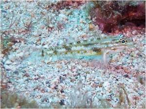 Bridled Goby