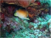 Longsnout Butterflyfish