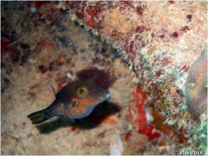 Sharpnose Puffer