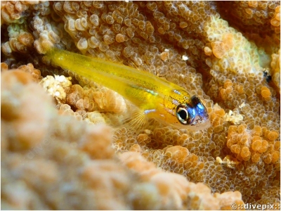 Peppermint Goby