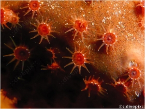 Maroon Sponge Zoanthid