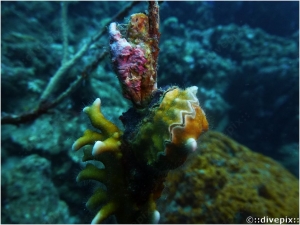 Frond Oyster