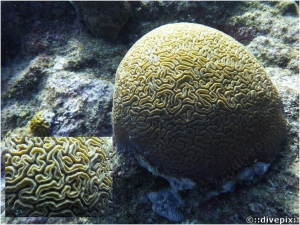 Grooved Brain Coral