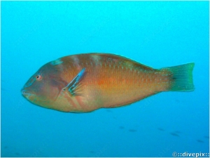 Puddingwife