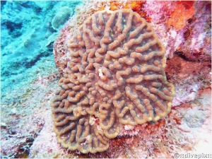 Ridged Cactus Coral