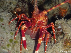 Red banded lobster