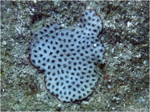 Lesser Starlet Coral