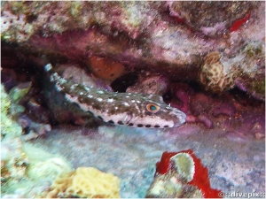 Bandtail Puffer