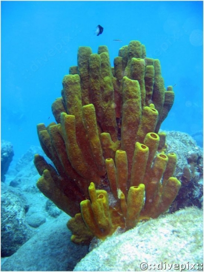 divepix - Branching Tube Sponge