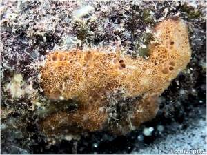 Orange Lumpy Encrusting Sponge