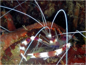 Banded Coral Shrimp