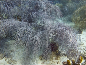 Sea Plumes spp.