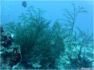 Feather Black Coral