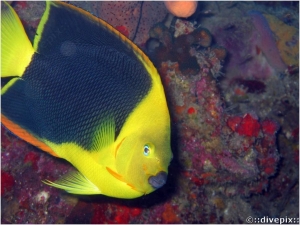 Rock Beauty Angelfish