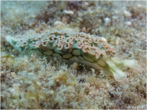 Lettuce Sea Slug