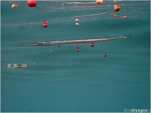 Keeltail Needlefish