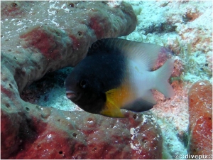 Bicolour Damselfish