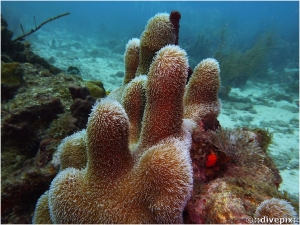 Pillar Coral