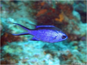 Blue Chromis