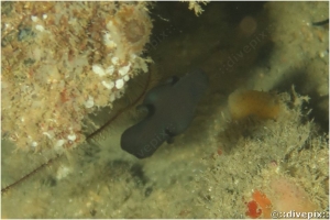 Flat Worm, a.k.a. Flatworm and Platyhelminthes