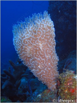 Azure Vase Sponge