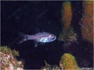 Dusky Cardinalfish