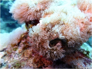 Encrusting Gorgonian