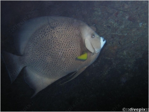 Grey Angelfish