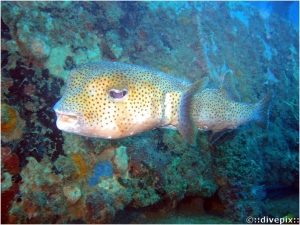 Porcupinefish    (not Longspine Porcupinefish q.v.)