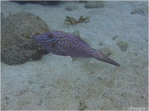 Scrawled Filefish