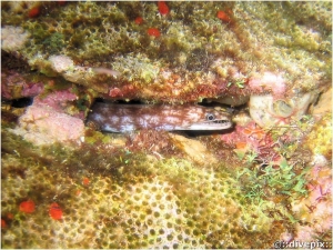 Chestnut Moray