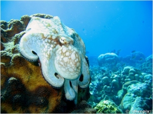 Common Octopus