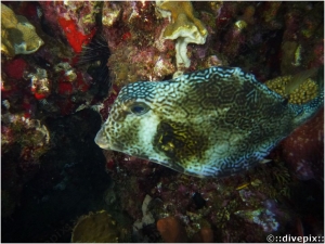 Buffalo Trunkfish