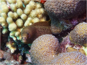 Goldentail Moray